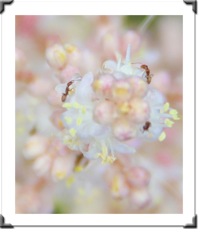 The Pictures Of Flowers