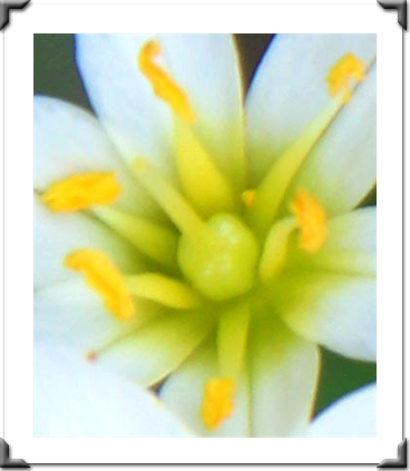 The Pictures Of Flowers