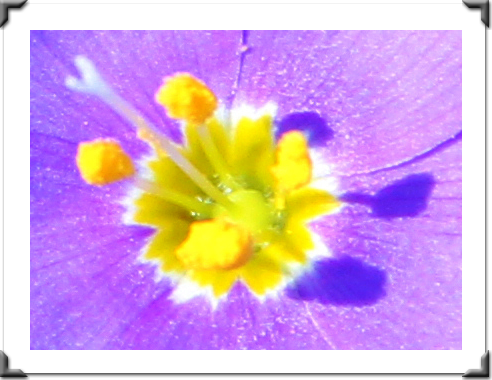 The Pictures Of Flowers