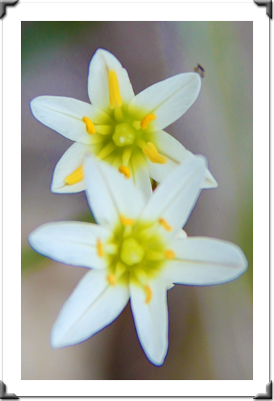 The Pictures Of Flowers