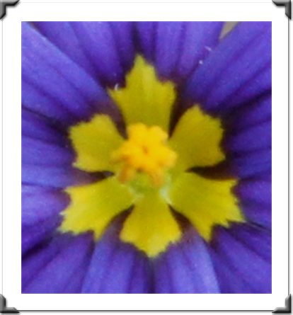 The Pictures Of Flowers