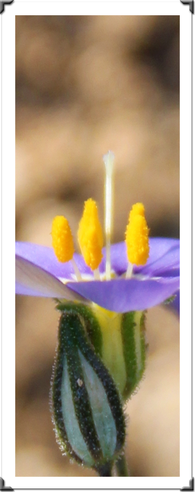 The Pictures Of Flowers